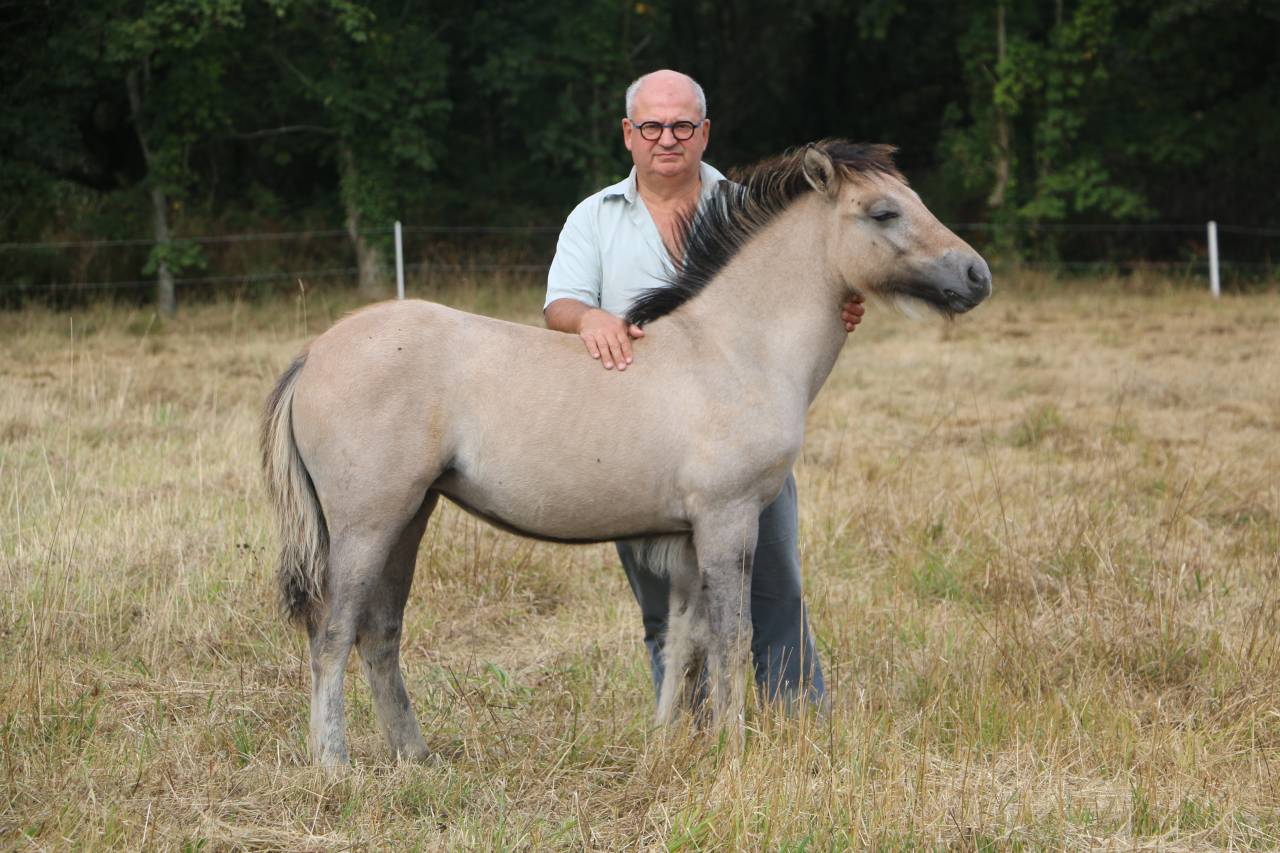 Poney HIGHLAND
