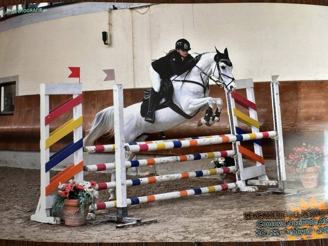 Hongre PFS Poney Fran&ccedil;ais de Selle A vendre 2008 Tobiano