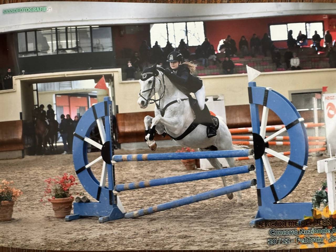 Hongre PFS Poney Fran&ccedil;ais de Selle A vendre 2008 Tobiano