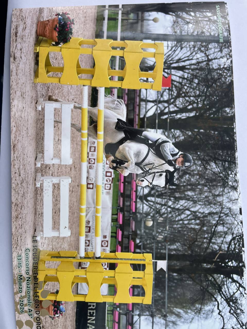 Hongre PFS Poney Fran&ccedil;ais de Selle A vendre 2008 Tobiano