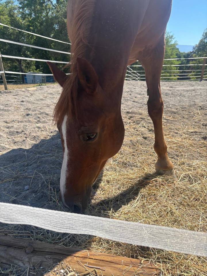 Poney retraite