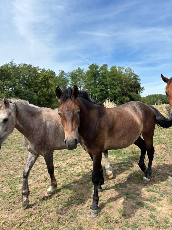 Poney New Forest de 2 ans