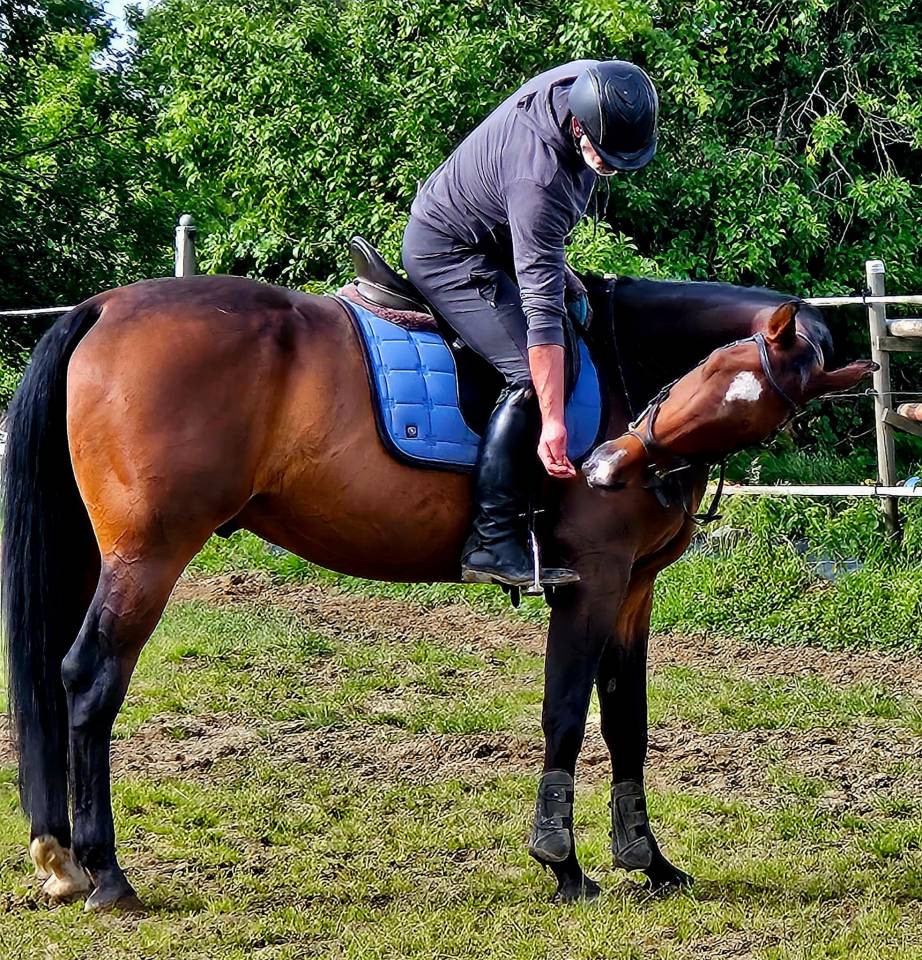Hongre de 8 ans super facile et tr&egrave;s polyvalent