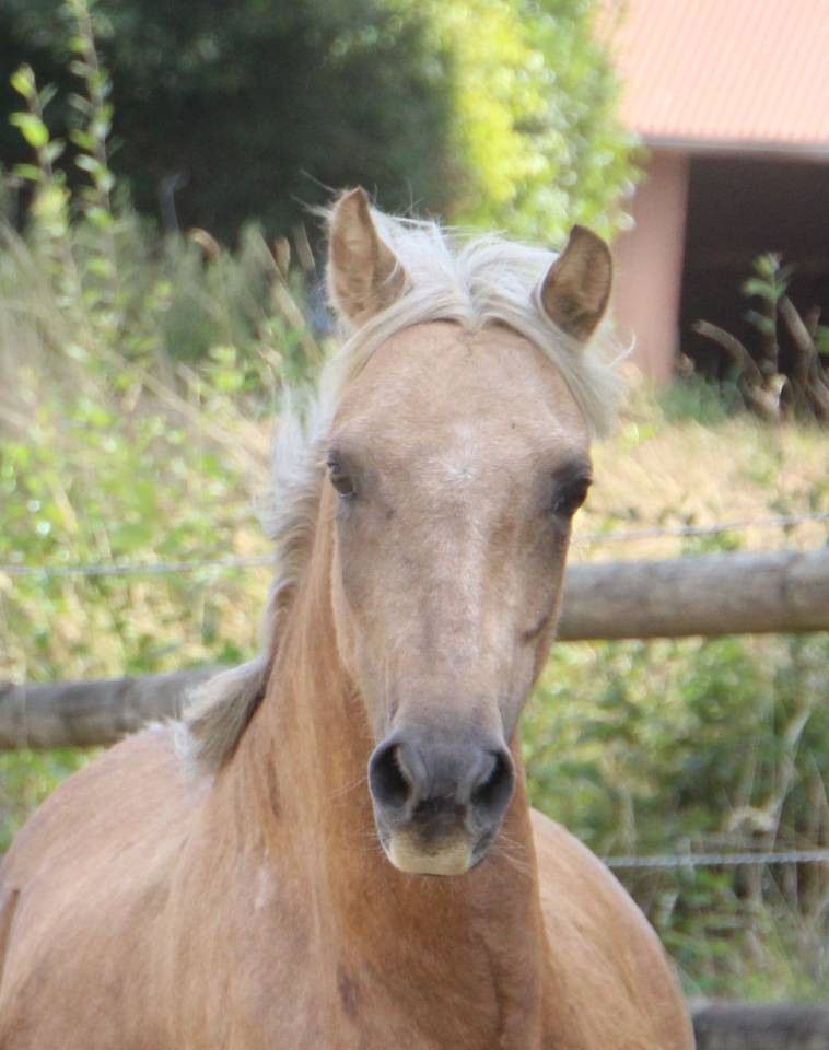 Poulini&egrave;re pleine Welsh B palomino 126,5 cm