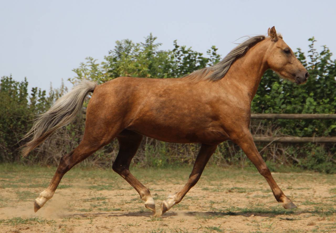 Poulini&egrave;re pleine Welsh B palomino 126,5 cm