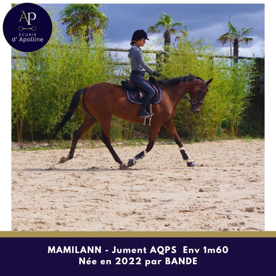 Jeune jument AQPS 4 ans