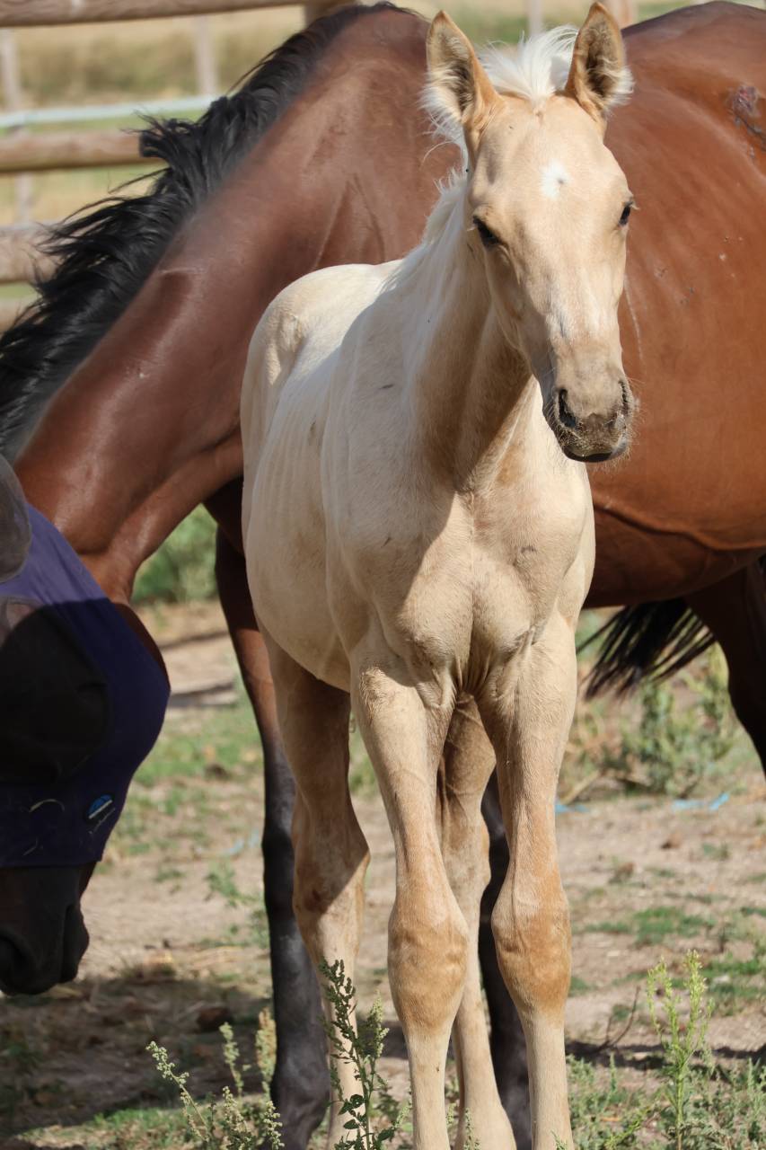 M&acirc;le Zangersheide palomino