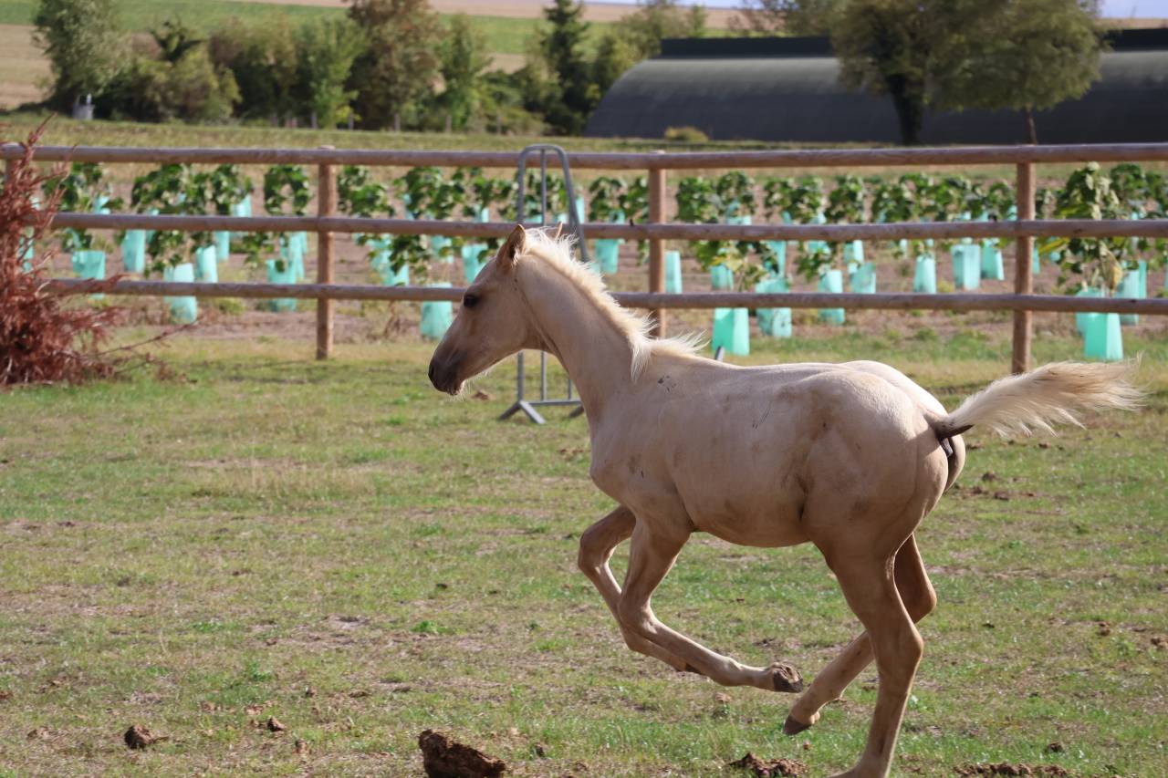 M&acirc;le Zangersheide palomino