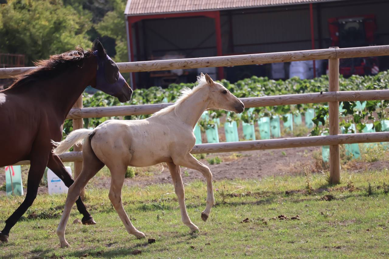 M&acirc;le Zangersheide palomino
