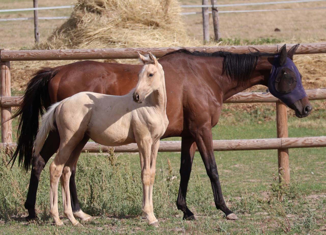 M&acirc;le Zangersheide palomino