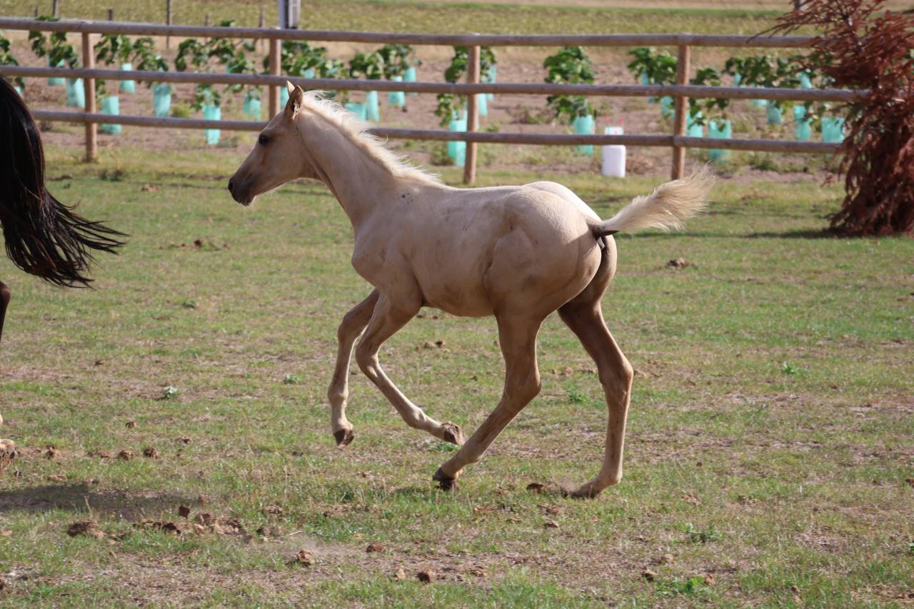 M&acirc;le Zangersheide palomino