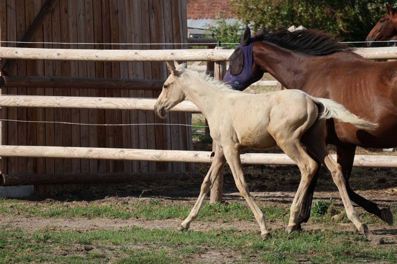 M&acirc;le Zangersheide palomino
