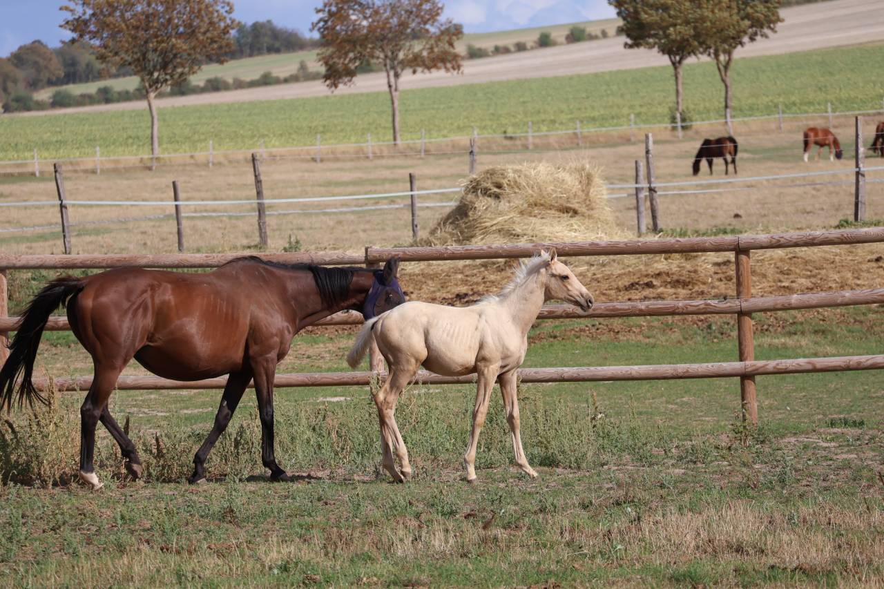 M&acirc;le Zangersheide palomino