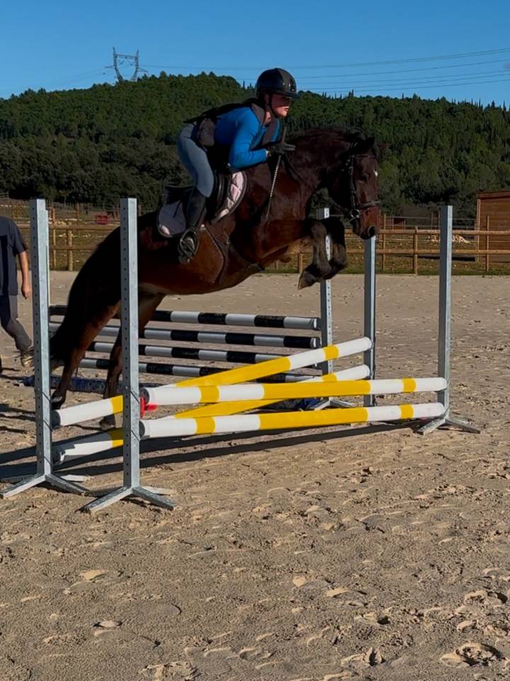 Midnight des Idylles, hongre, connemara de 4 ans, taille D, 143cm