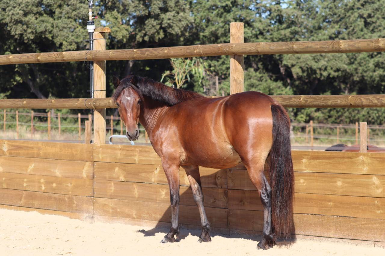Midnight des Idylles, hongre, connemara de 4 ans, taille D, 143cm