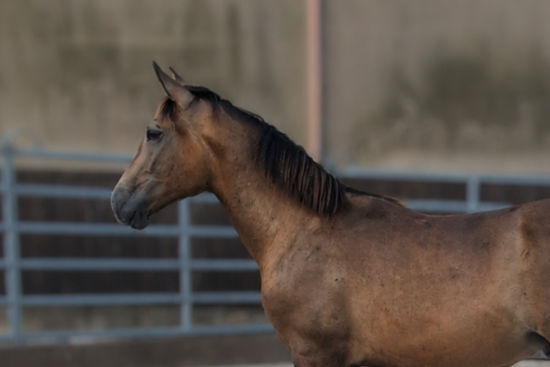 Ezor, un jeune cheval confiant, proche de l&rsquo;humain
