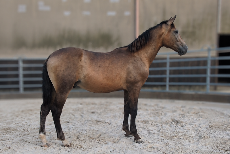 Ezor, un jeune cheval confiant, proche de l&rsquo;humain