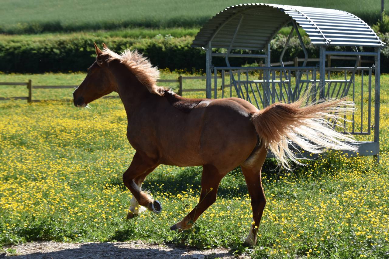 Top ponette de loisirs