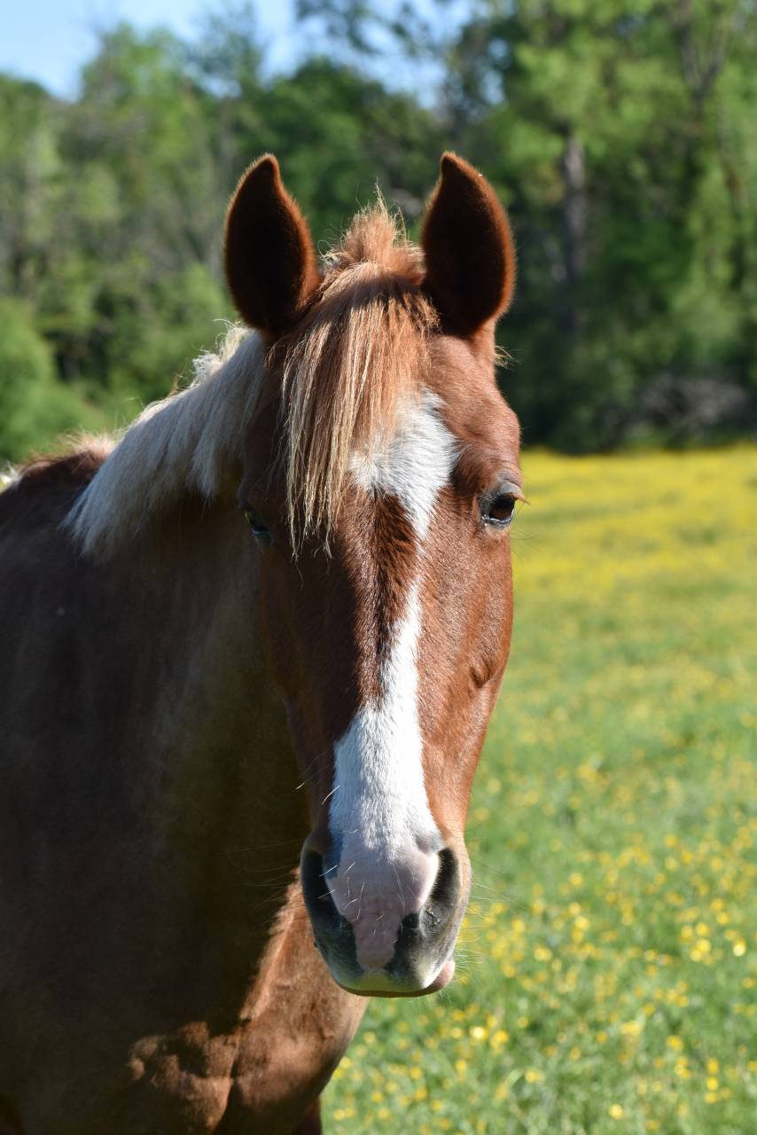 Top ponette de loisirs