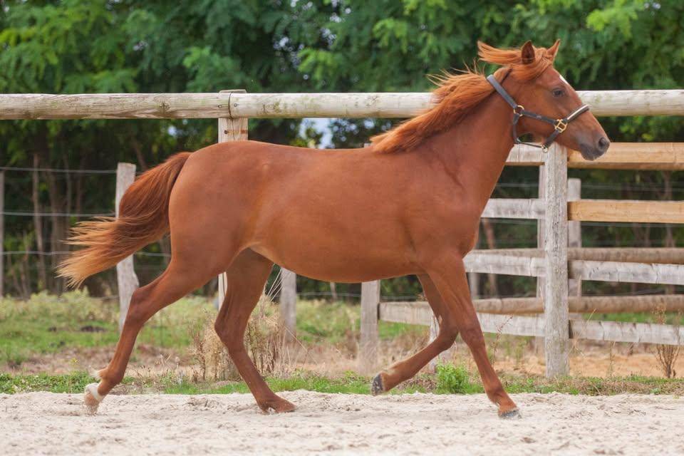 Ponette New forest taille D 