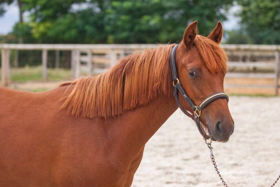 Ponette New forest taille D 
