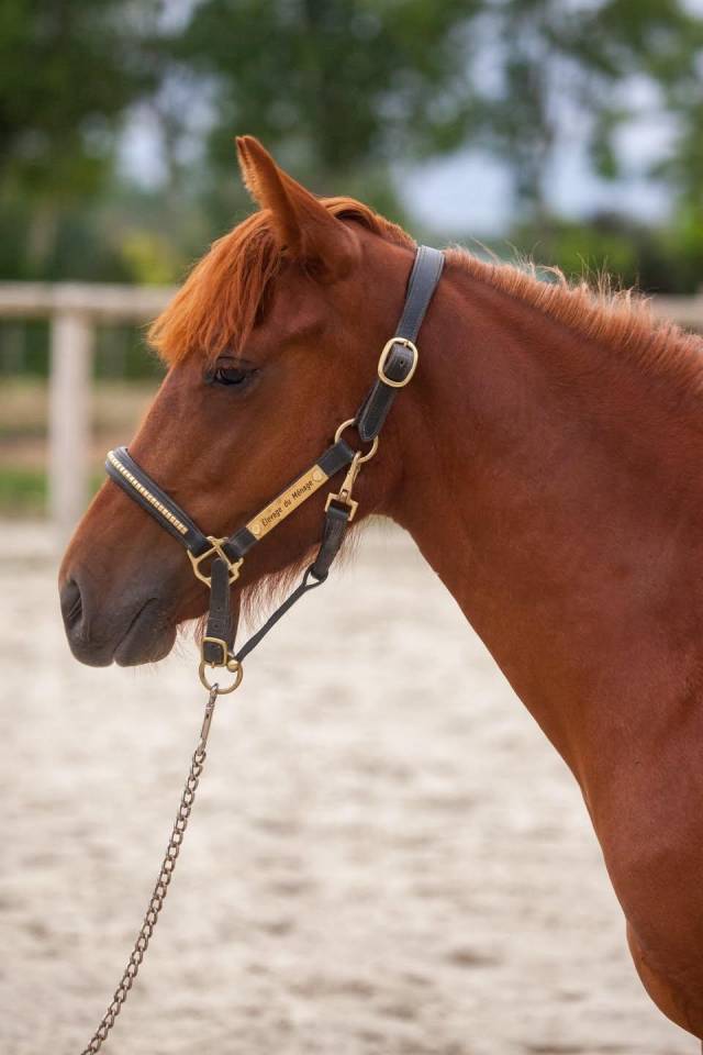 Ponette New forest taille D 