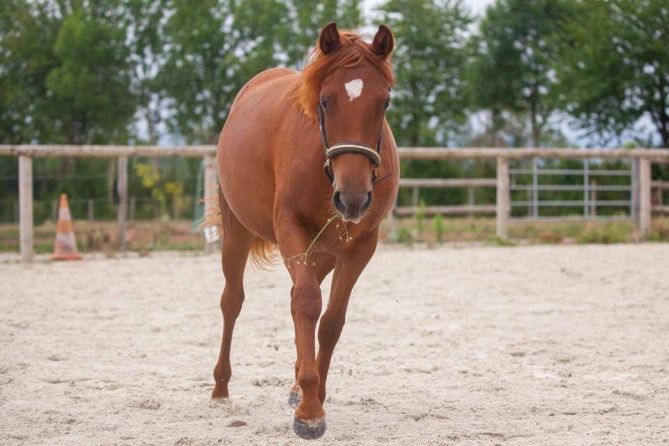Ponette New forest taille D 