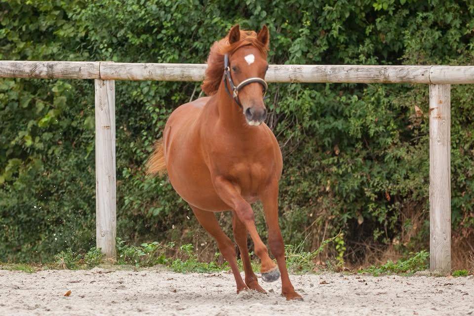 Ponette New forest taille D 