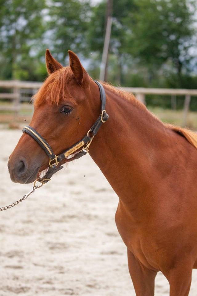 Ponette New forest taille D 