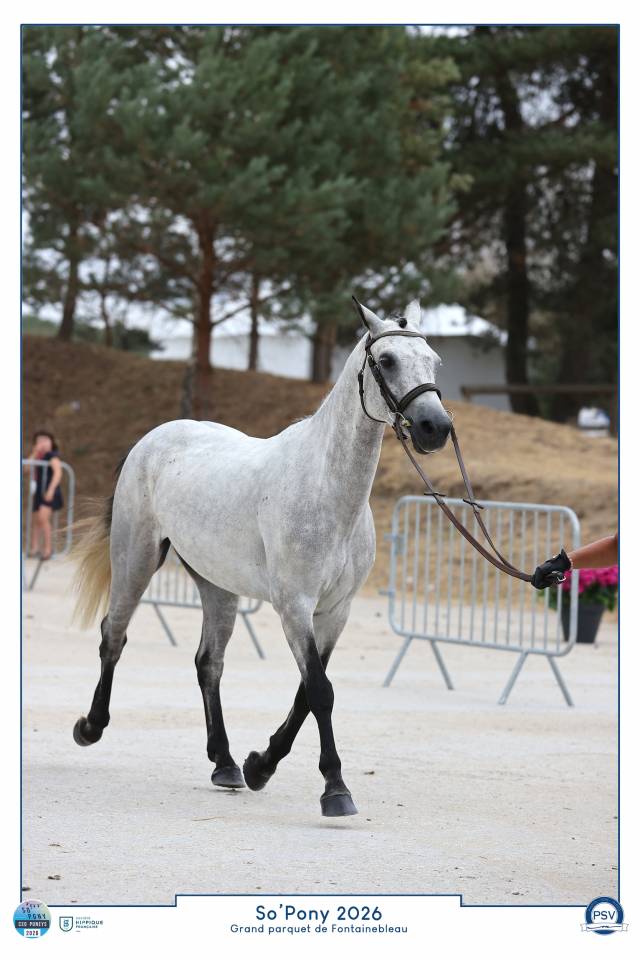 Top poney d&rsquo;avenir 