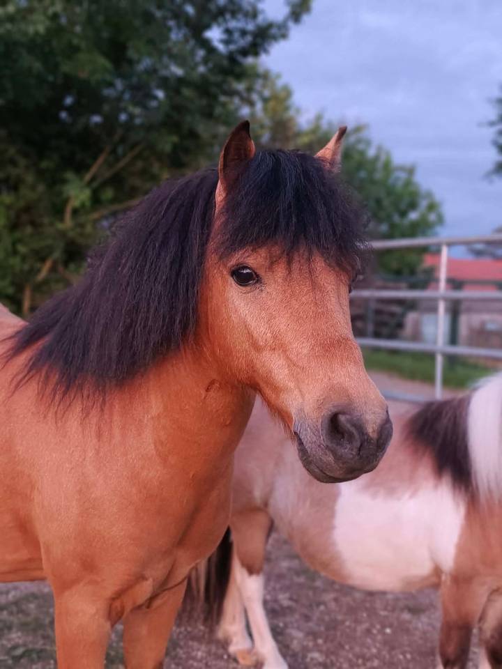 Magnifique poney super coup de saut 
