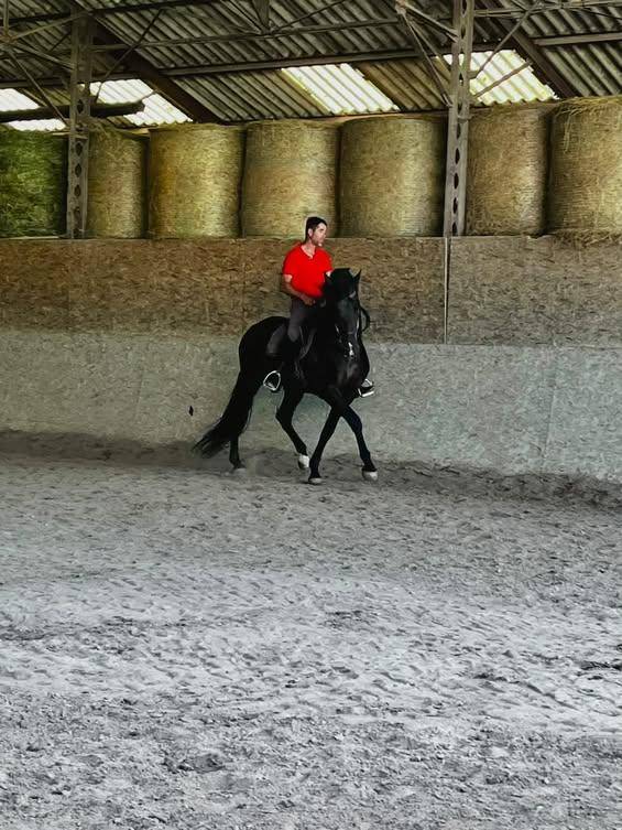 Pure race espagnole apto 