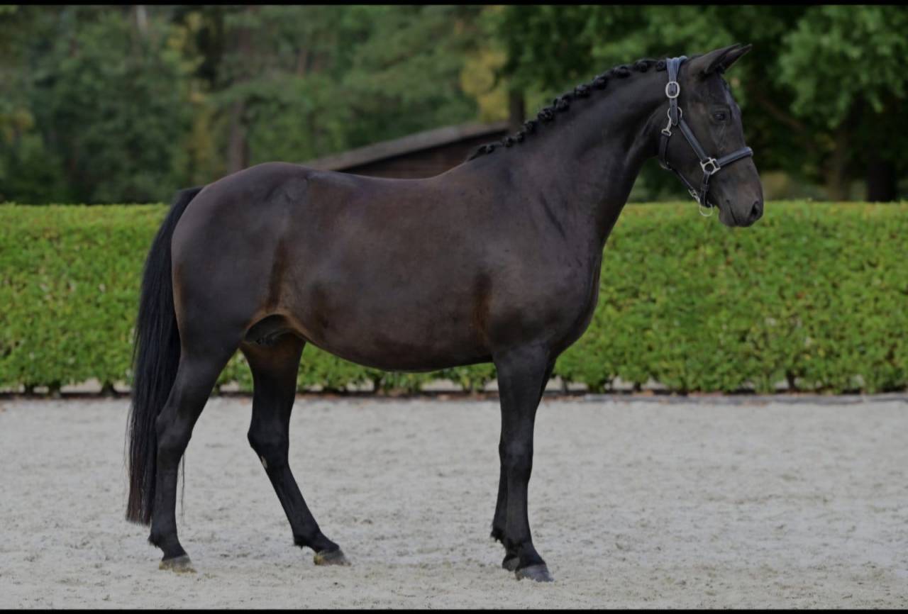 Ponette New-Forest