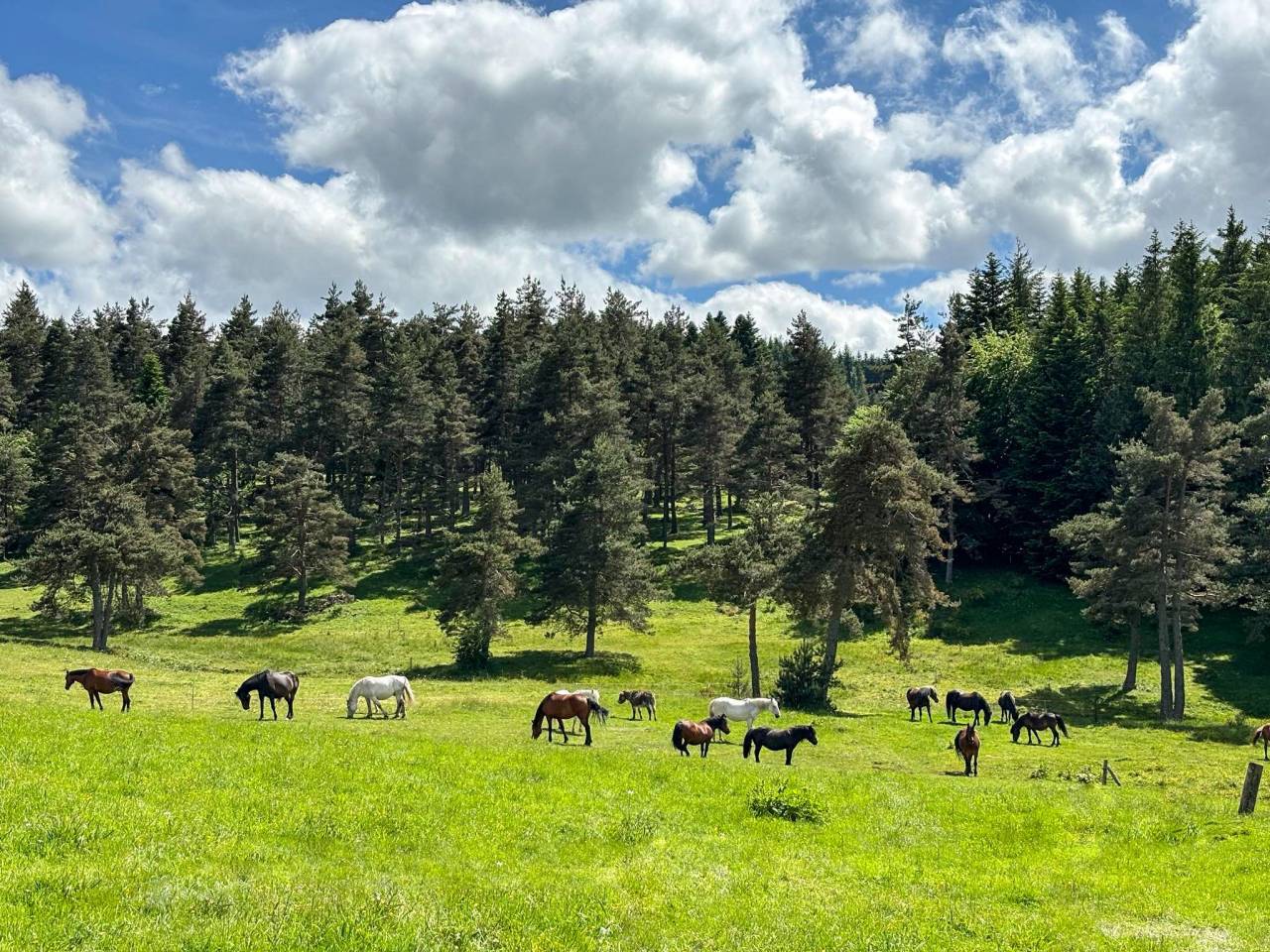 DOMAINE &Eacute;QUESTRE SUR 18,5 HA &ndash; Haute-Loire (43)
