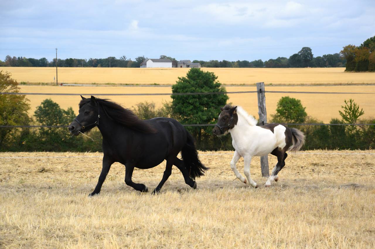 Poulini&egrave;re Shetland 8 ans