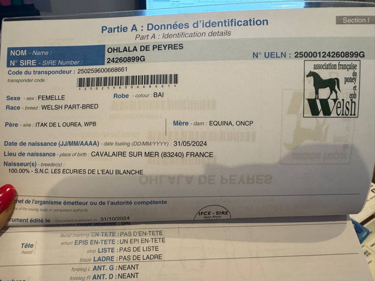 Ponette Welsh part bred 2,5ans 