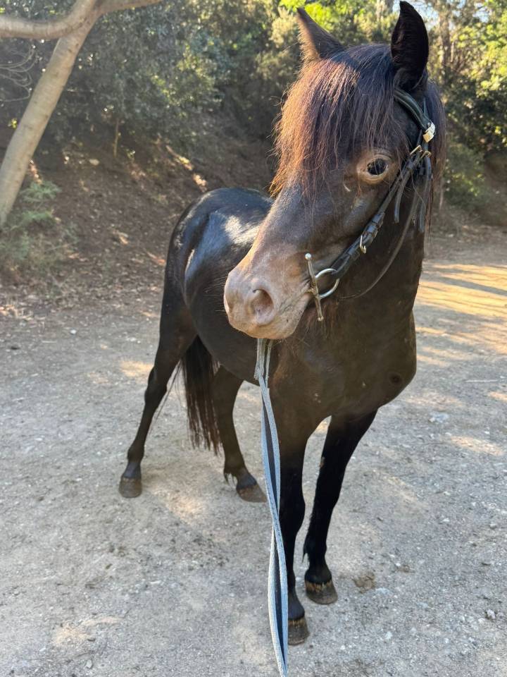 Ponette Welsh part bred 2,5ans 