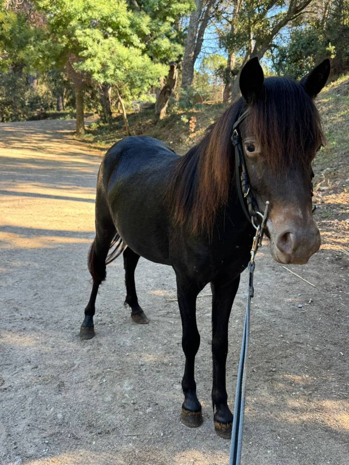Ponette Welsh part bred 2,5ans 