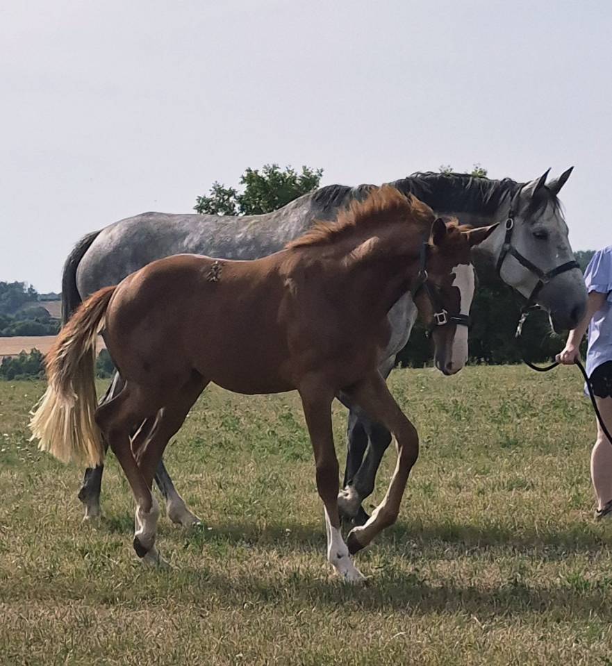 Candy de nantuel x tangelina de kreisker foal femelle