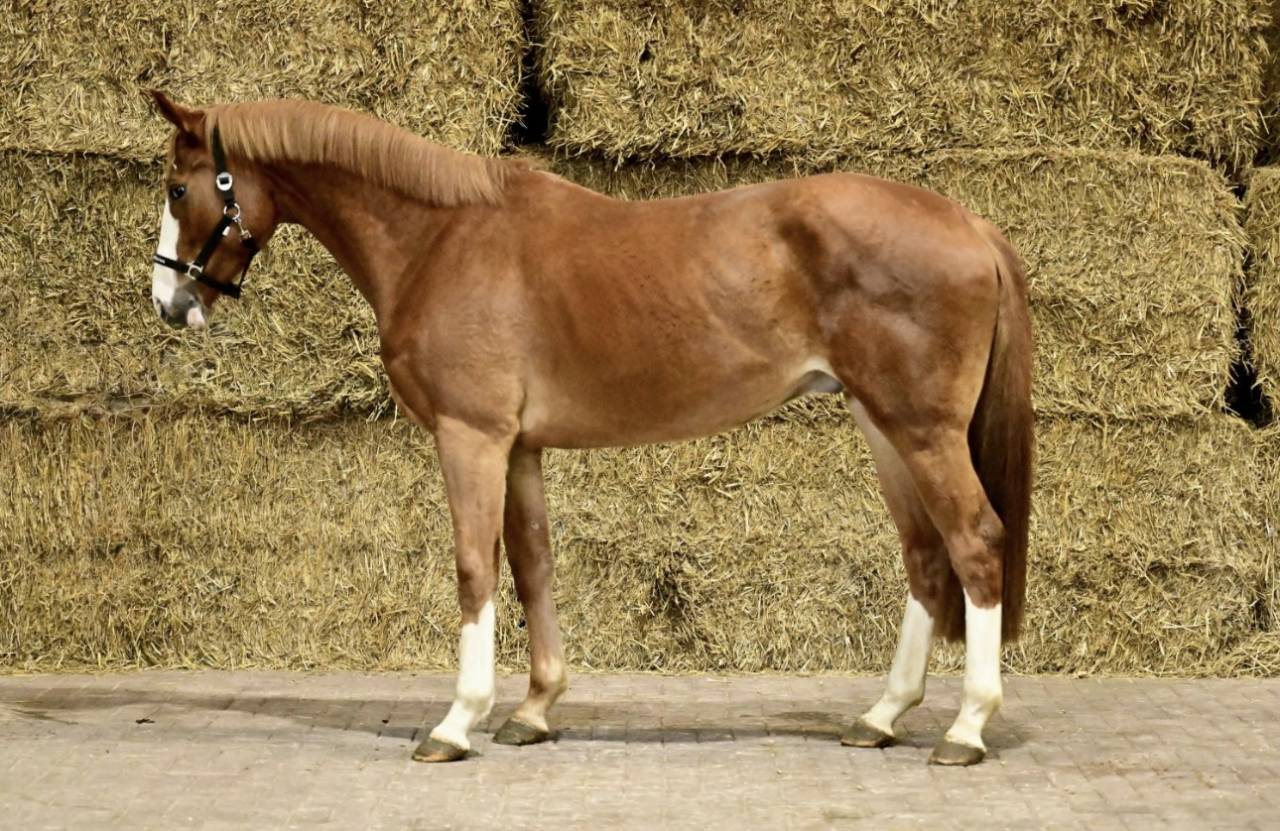 Top cheval d&rsquo;amateur 
