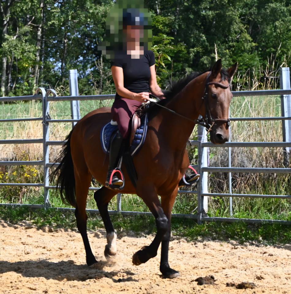 Afaya, jument de selle de 9 ans