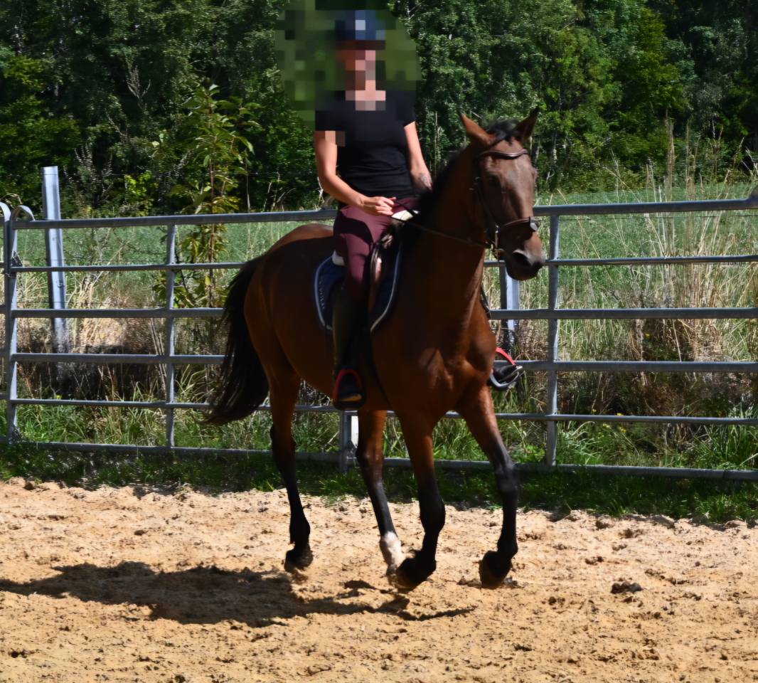 Afaya, jument de selle de 9 ans