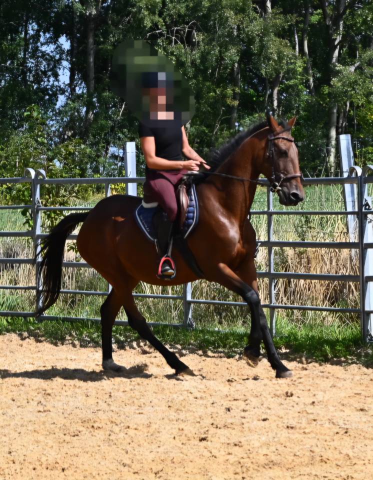 Afaya, jument de selle de 9 ans