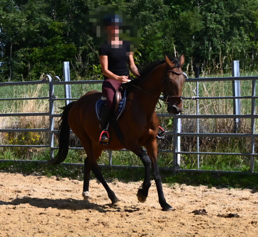 Afaya, jument de selle de 9 ans