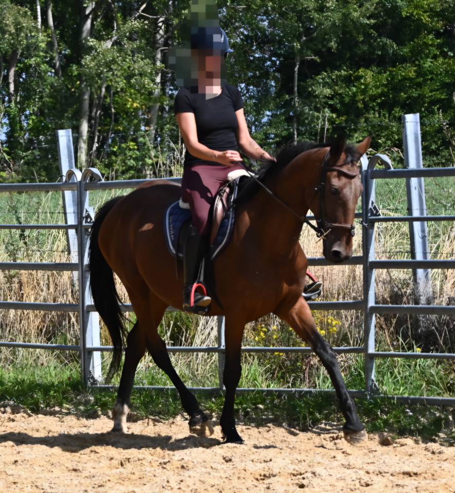 Afaya, jument de selle de 9 ans