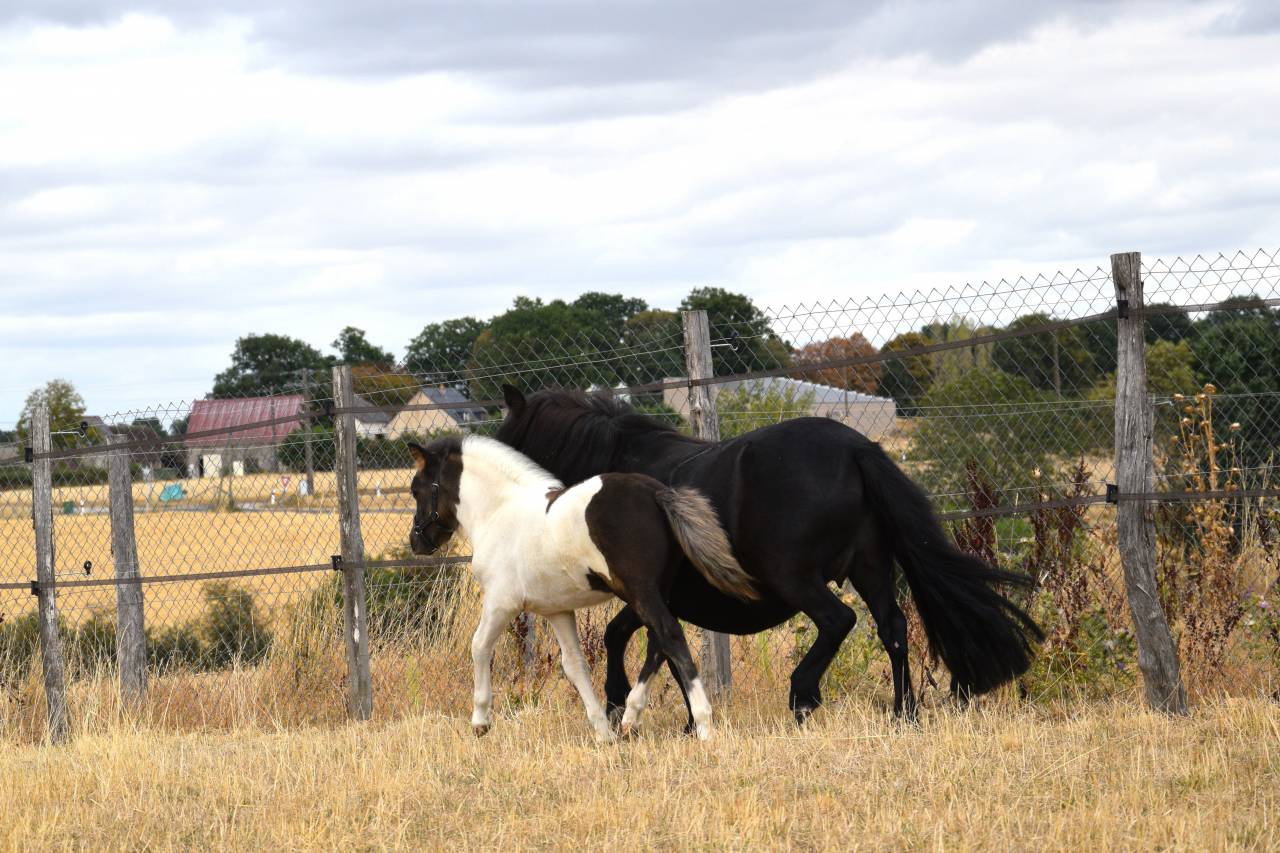 Foal m&acirc;le shetland