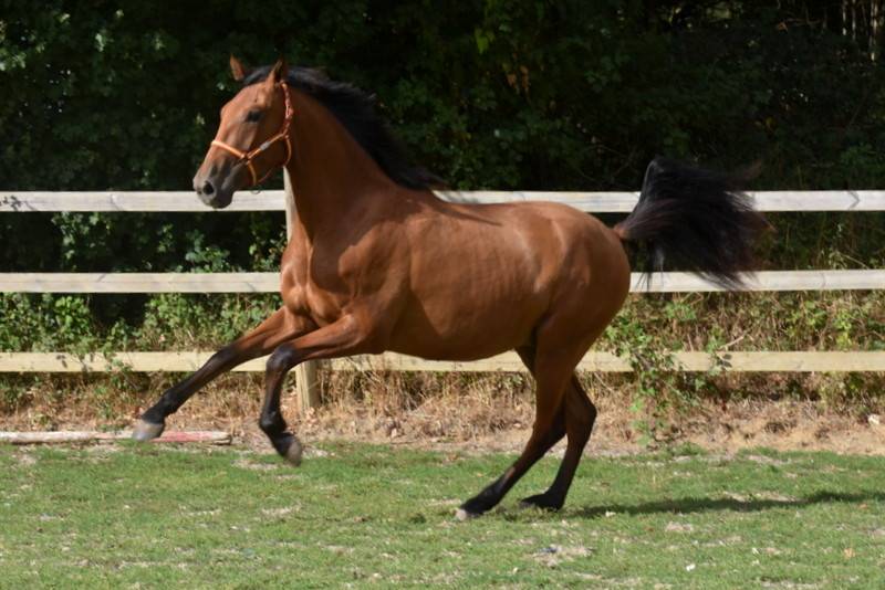 Octavio du Puits Carr&eacute;, hongre PRE 2 an bai pearl 
