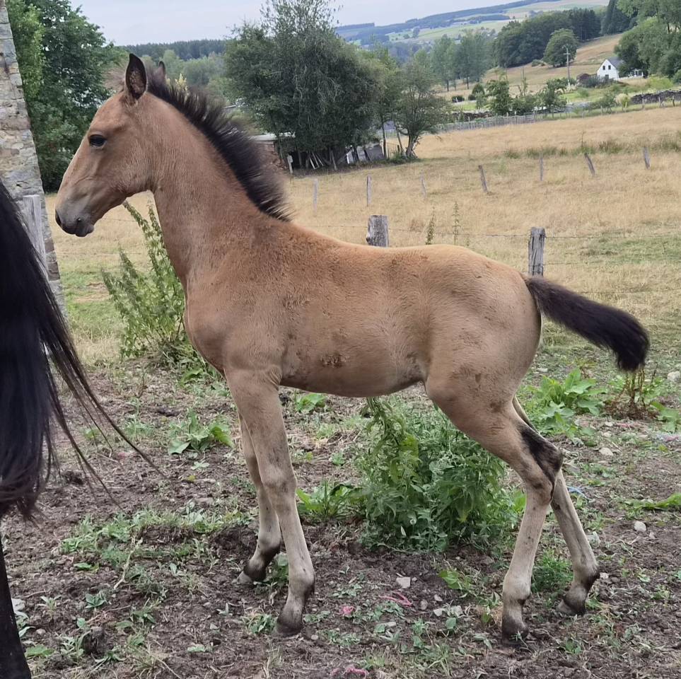 Pouliche isabelle crois&eacute;e lusitanienne 