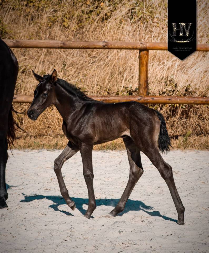 Pouliche kwpn Dressage 