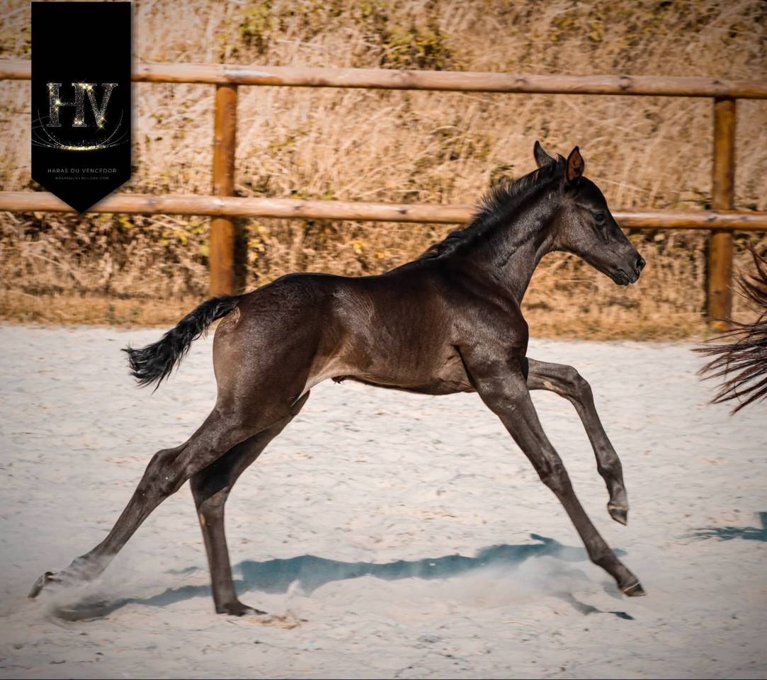 Pouliche kwpn Dressage 